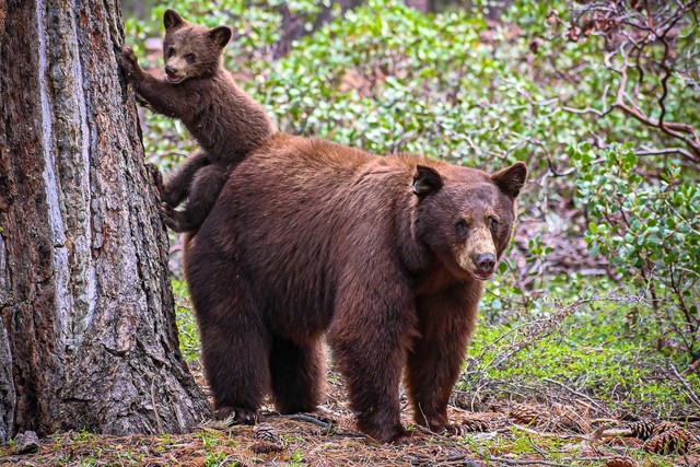 Incredible Photos Of Bear Cubs And Their Parents