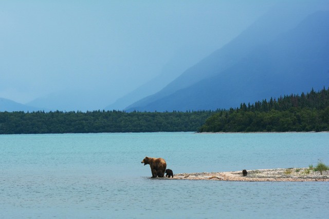 Incredible Photos Of Bear Cubs And Their Parents