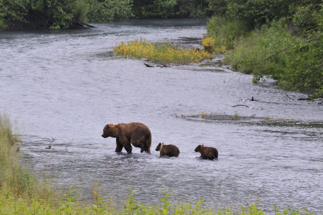 Incredible Photos Of Bear Cubs And Their Parents