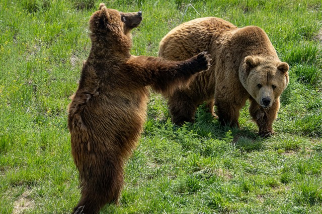 Incredible Photos Of Bear Cubs And Their Parents
