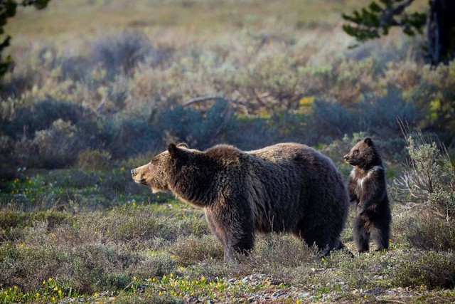 Incredible Photos Of Bear Cubs And Their Parents