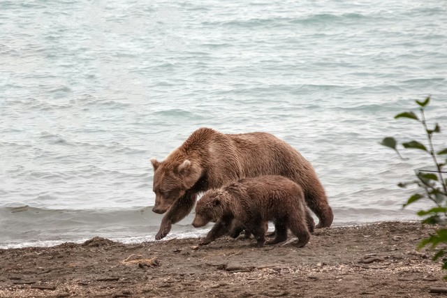 Incredible Photos Of Bear Cubs And Their Parents