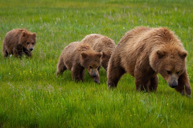 Incredible Photos Of Bear Cubs And Their Parents