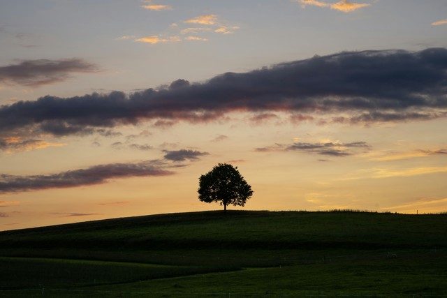 The Majestic Beauty Of Lone Trees