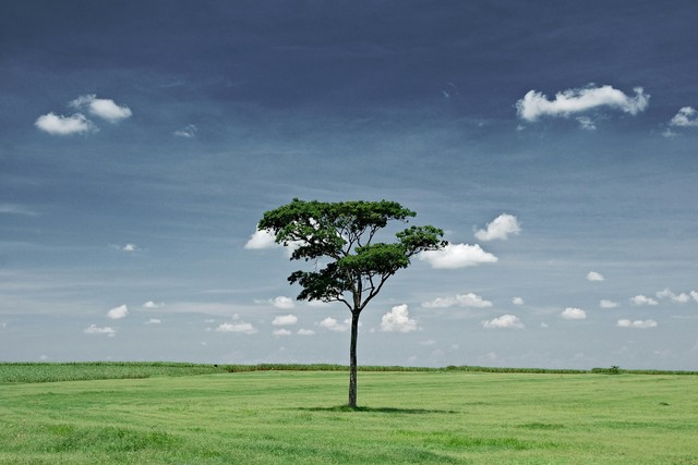 The Majestic Beauty Of Lone Trees