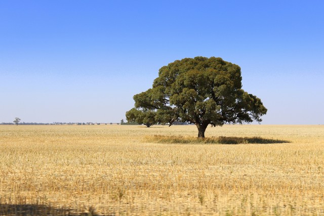 The Majestic Beauty Of Lone Trees