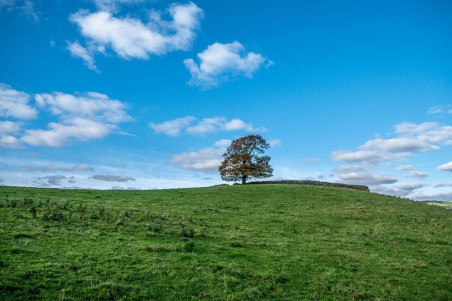 The Majestic Beauty Of Lone Trees