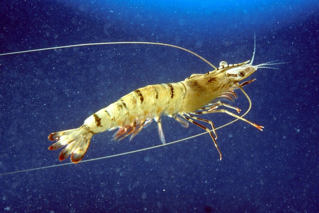 Shrimp Are Stranger Than They Seem: 10 Facts