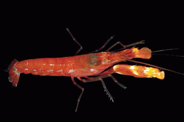 Shrimp Are Stranger Than They Seem: 10 Facts