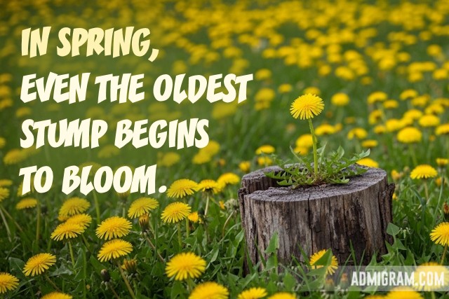 Positive Spring Quotes That Capture Its Essence