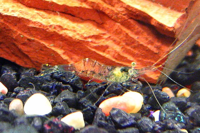 Shrimp Are Stranger Than They Seem: 10 Facts