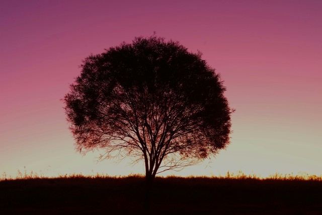 The Majestic Beauty Of Lone Trees