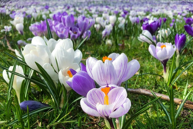 TOP 10 Flowers That Will Beautify Any Home Or Lawn