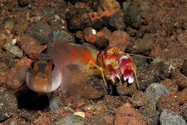 Shrimp Are Stranger Than They Seem: 10 Facts