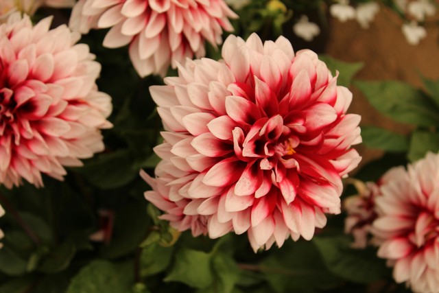TOP 10 Flowers That Will Beautify Any Home Or Lawn