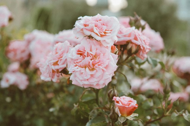 TOP 10 Flowers That Will Beautify Any Home Or Lawn