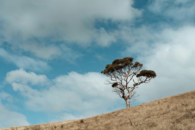 The Majestic Beauty Of Lone Trees