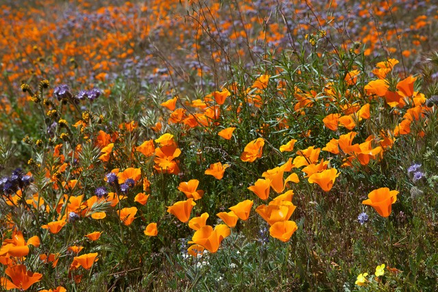 TOP 10 Flowers That Will Beautify Any Home Or Lawn