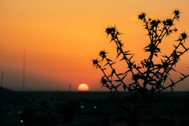 Forget Weather Apps: Read Nature’s Secret Signals