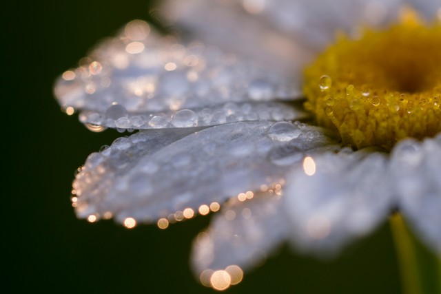 Forget Weather Apps: Read Nature’s Secret Signals
