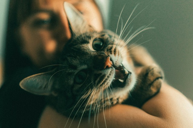 How To Know If You Should Get A Dog Or A Cat
