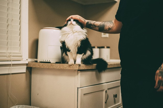 20 Wise Life Lessons From Your Fluffy Cat