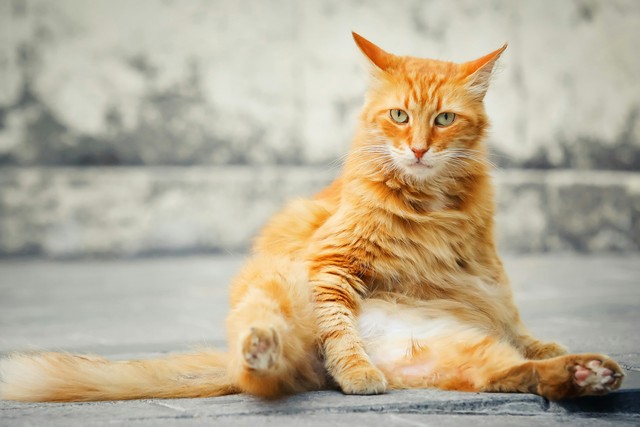 20 Wise Life Lessons From Your Fluffy Cat