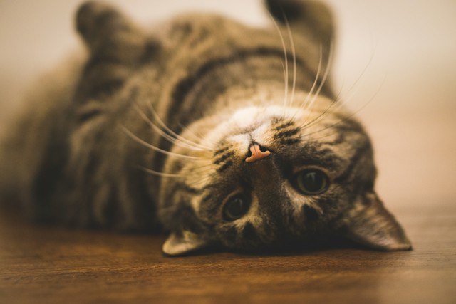 20 Wise Life Lessons From Your Fluffy Cat