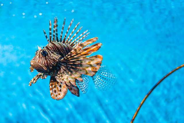 10 Ocean Creatures You’d Rather Not Meet At The Beach