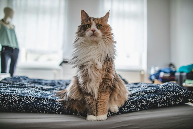 20 Wise Life Lessons From Your Fluffy Cat