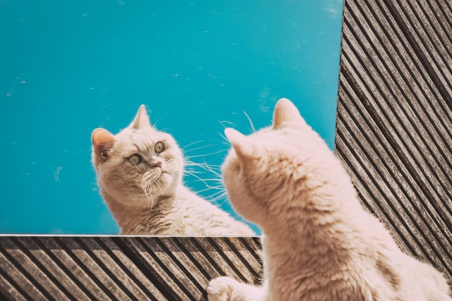 20 Wise Life Lessons From Your Fluffy Cat